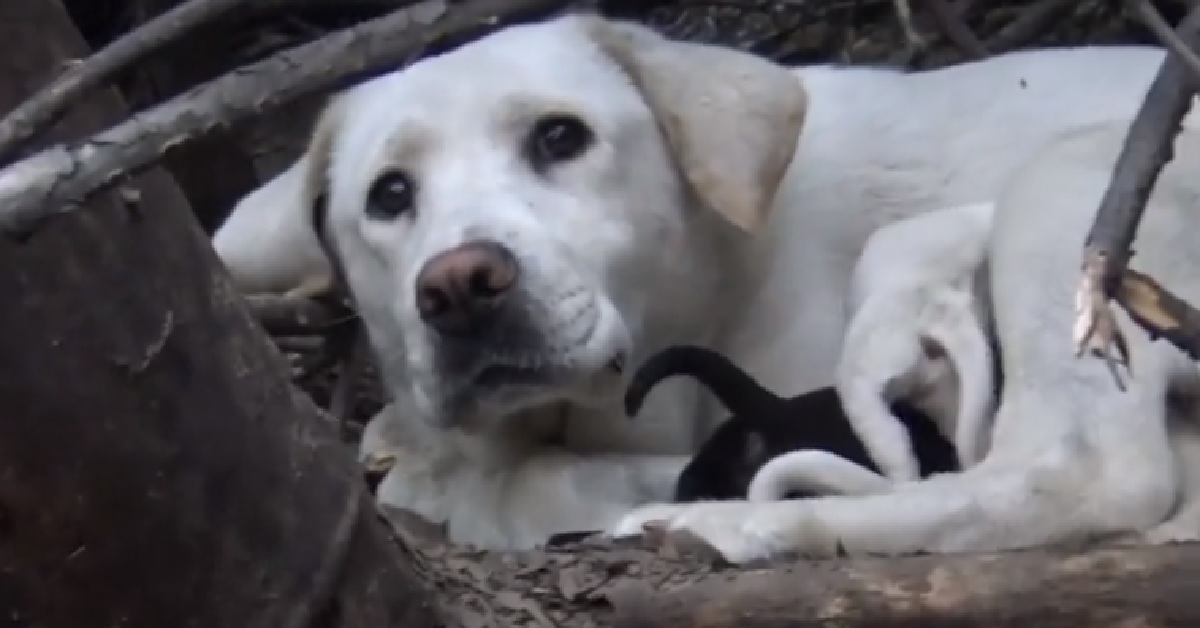 Mama, salvataggio della cagnolina che ha nascosto i suoi cuccioli (VIDEO)