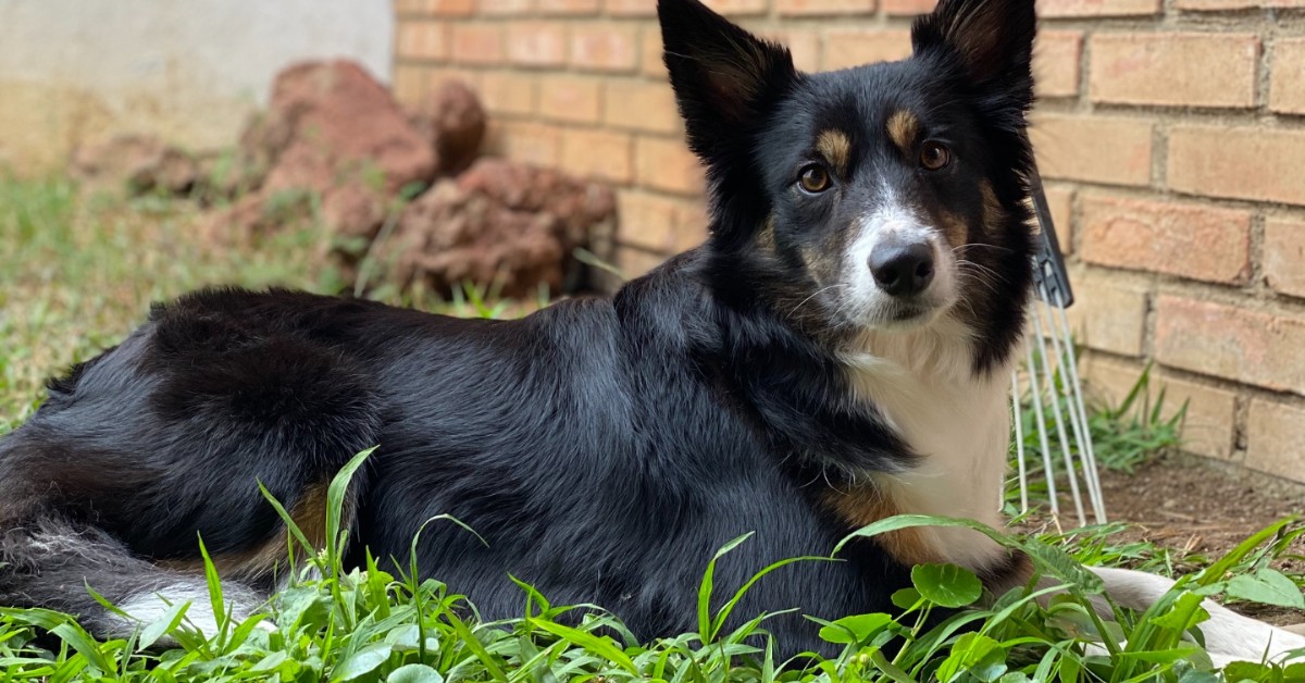 cani possono mangiare l'erba gatta