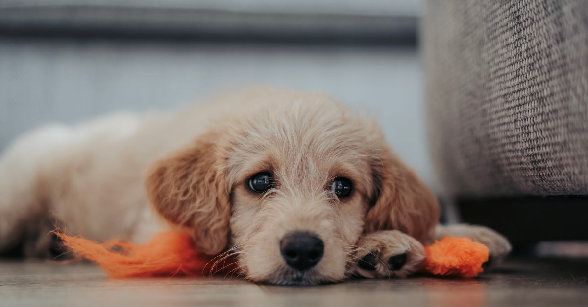 cucciolo di cane lasciato solo