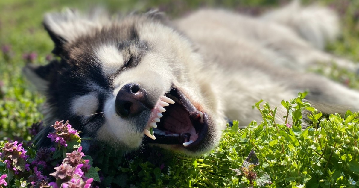 cani possono mangiare l'erba gatta