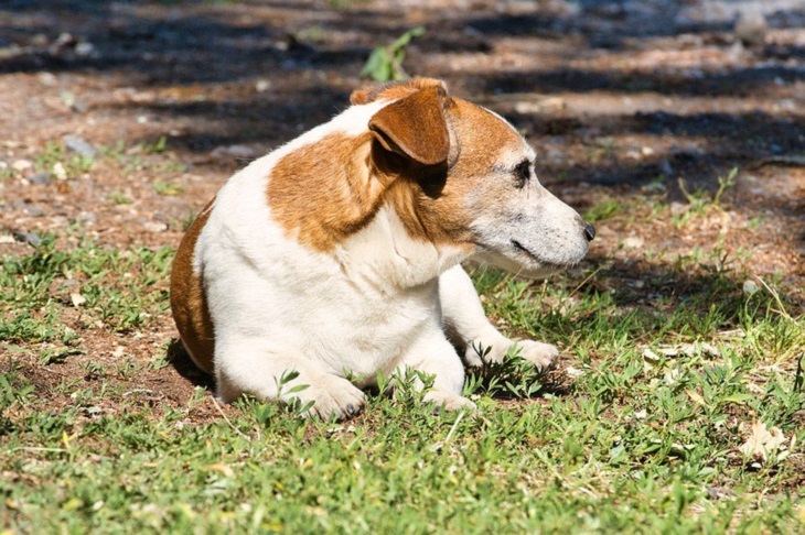 millie cagnolina vive appartamento