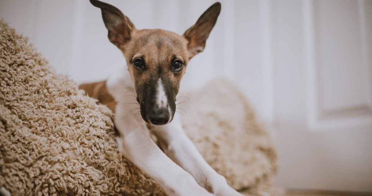 umidità per il cane