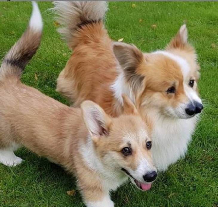 nekku cucciola corgi fratelli