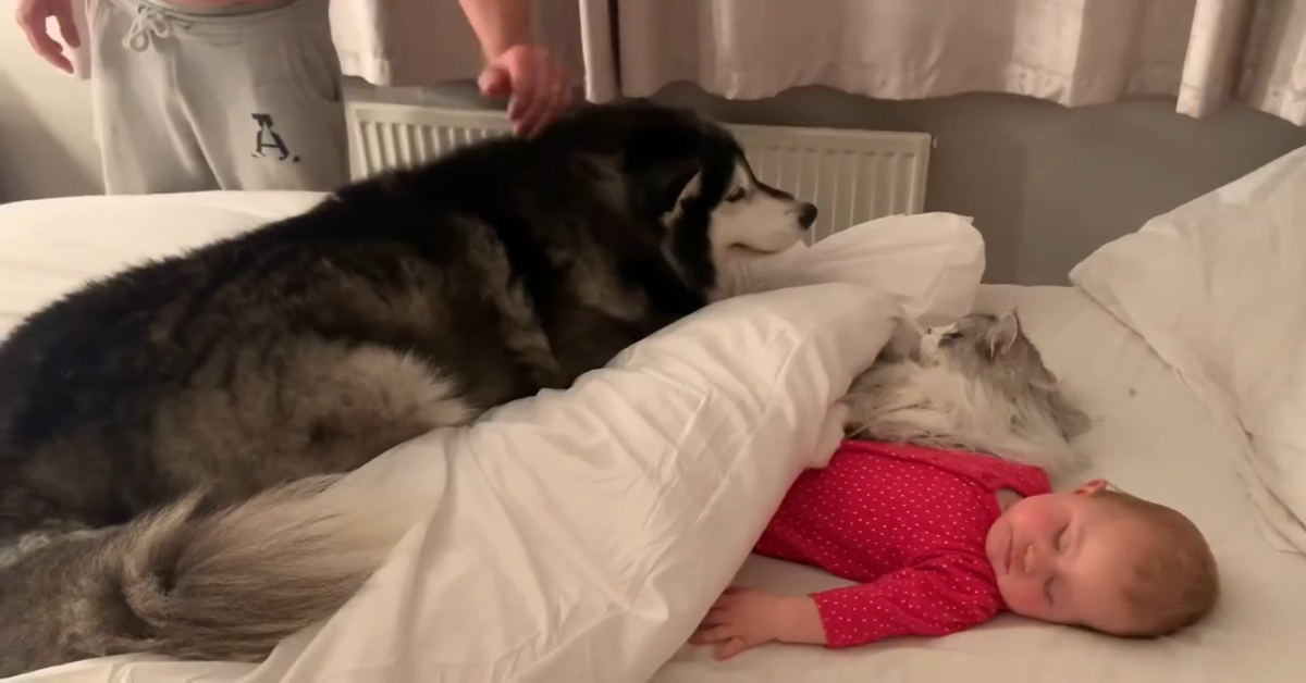 Niko protegge la sorellina umana che dorme (VIDEO)