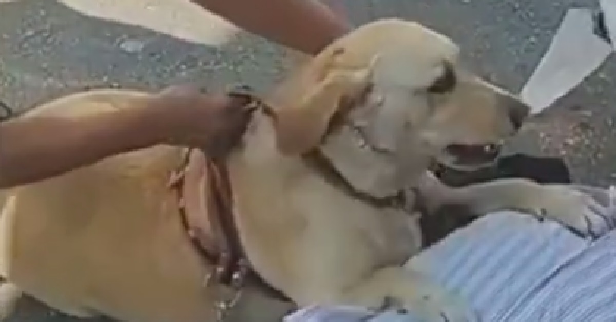 Nina, la cagnolina che ha salvato la vita al proprietario (VIDEO)