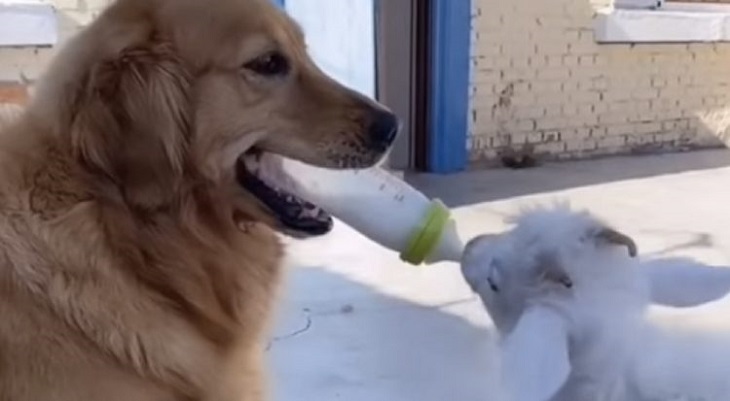 niuniu cagnolina latte bottiglia