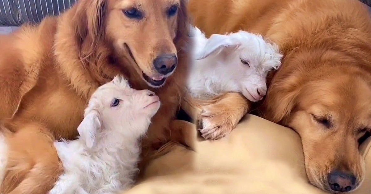 Niuniu, il Golden Retriever che allatta una capretta (VIDEO)
