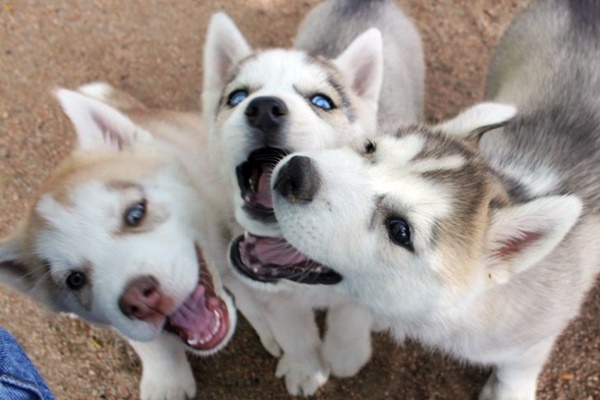 cuccioli di alaskan husky