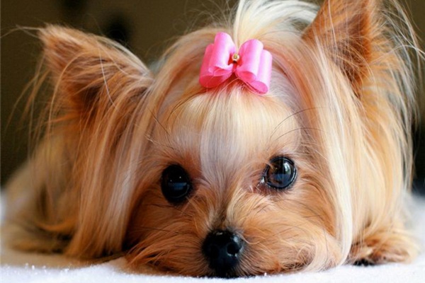 cagnolina con il fiocchetto rosa