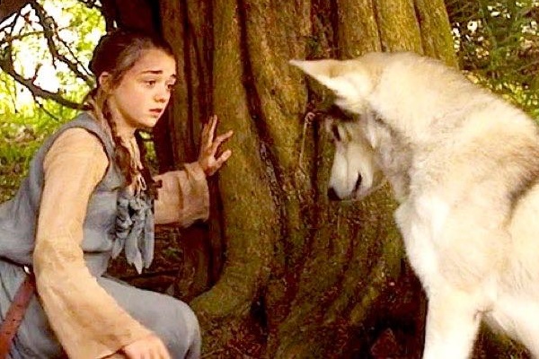 arya stark e nymeria