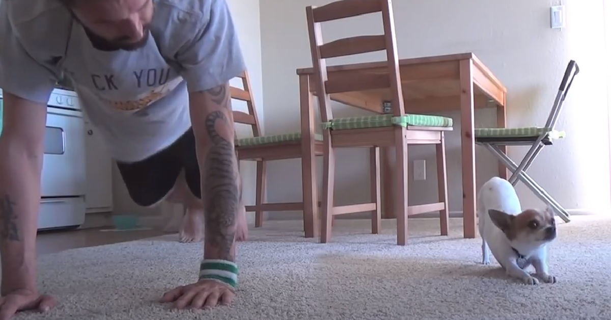 Pancho, il piccolo cucciolo di chihuahua che pratica lo yoga (VIDEO)