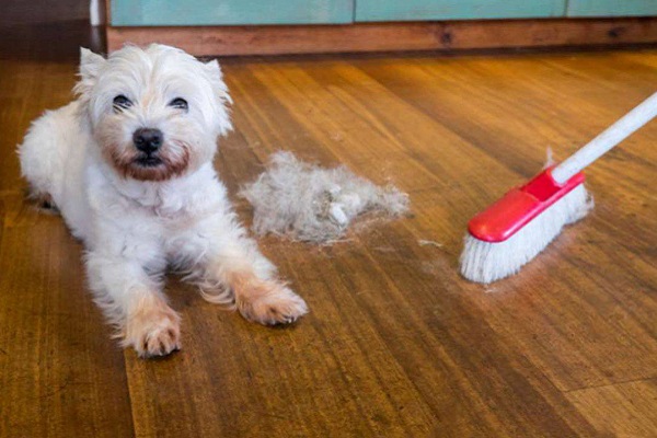 pulizia della casa con il cane