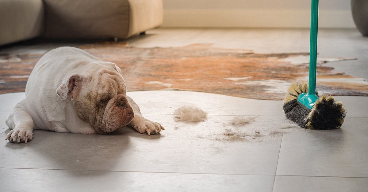 Pelo del cane, come pulire casa per farlo sparire: ecco tutti i trucchi