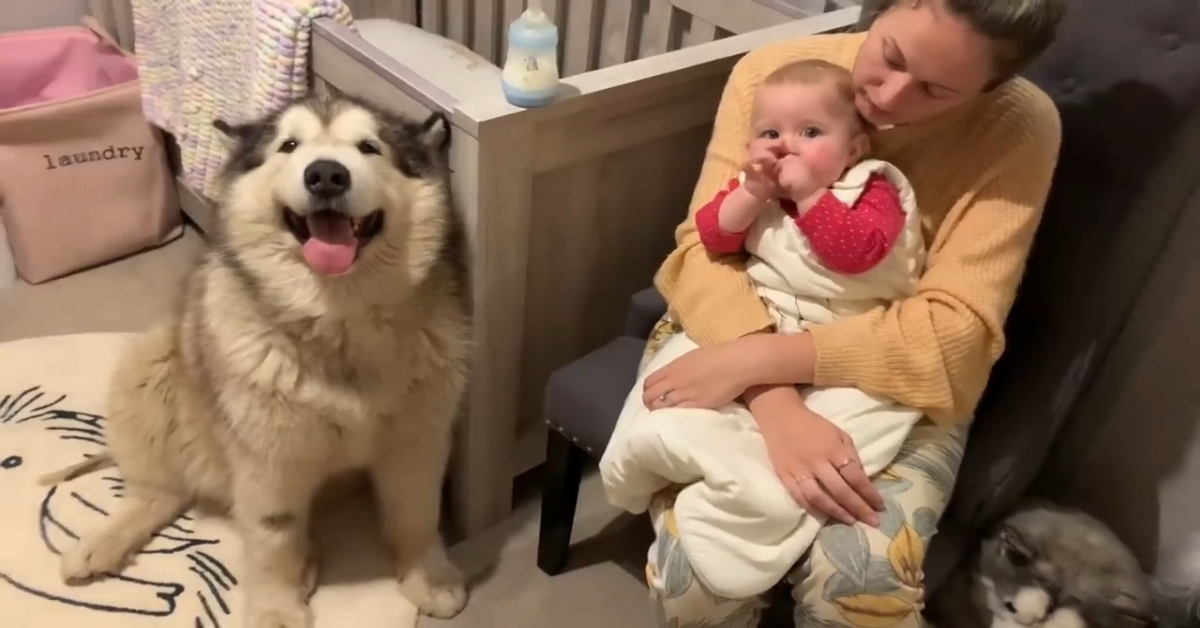 Phil il cane protegge la sorellina umana per tutto il giorno (VIDEO)