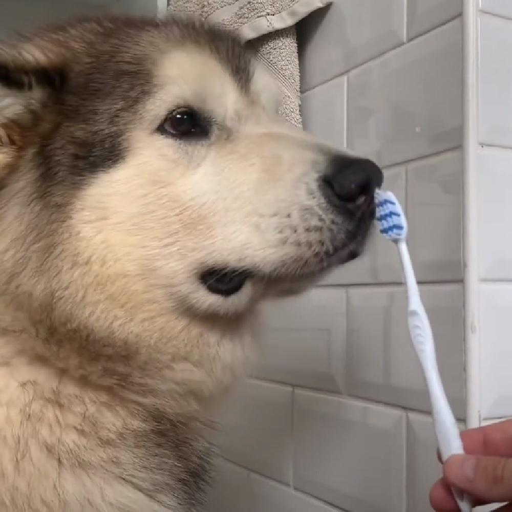 philip cane non entusiasta per lavare denti