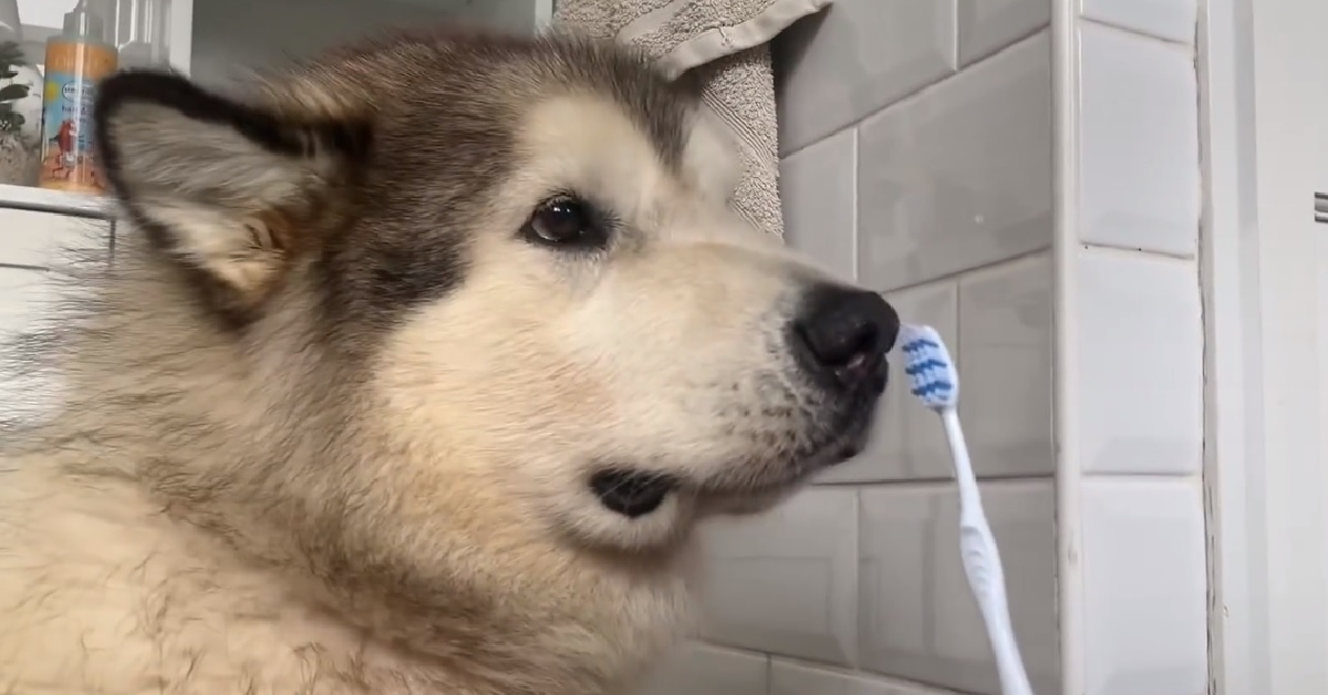 Philip, il cane che non vuole lavarsi i denti (VIDEO)