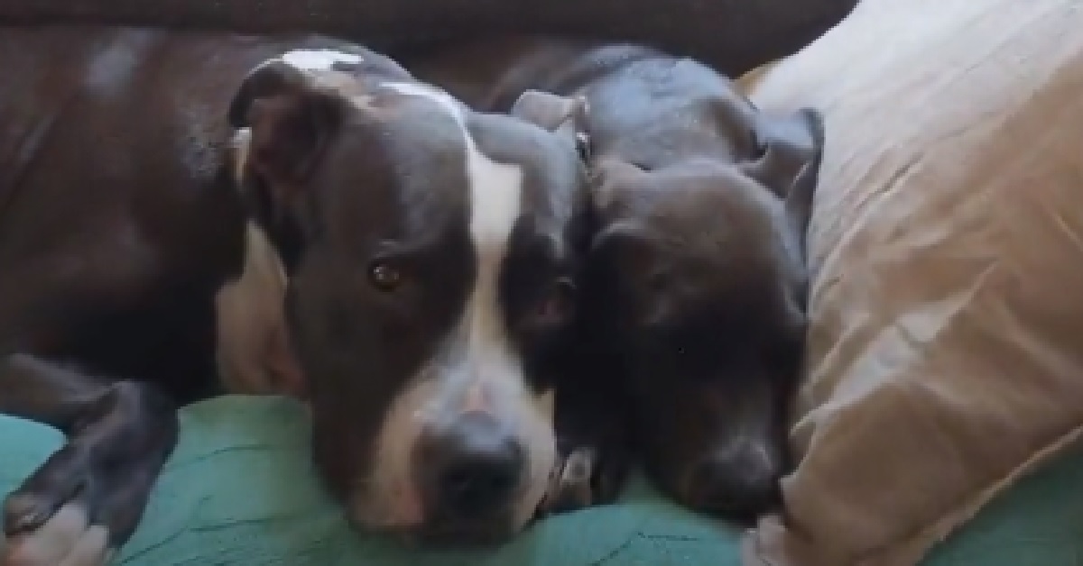 Pi, la cagnolina senza una zampa trova la sua famiglia ideale (VIDEO)