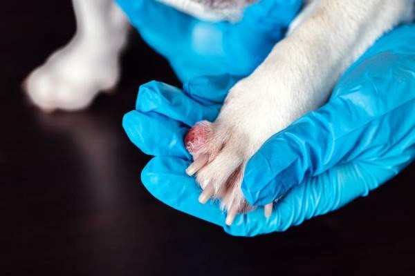 veterinario controlla le unghie del cane