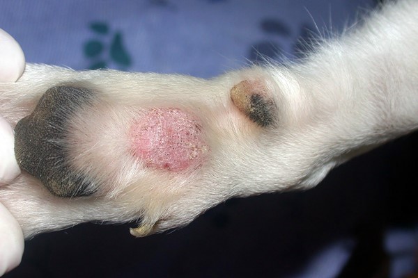 dermatofitosi del cane