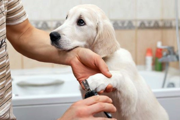 portare il cucciolo dal veterinario