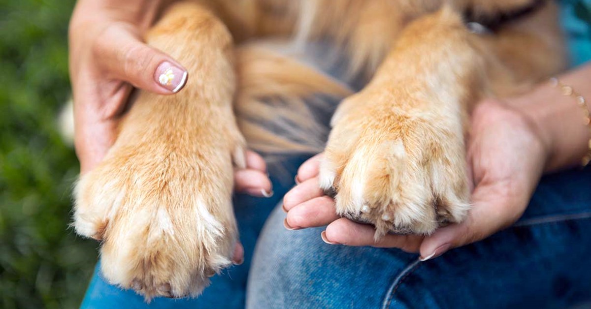 Problemi delle unghie del cane: quali possono essere e come rimediare