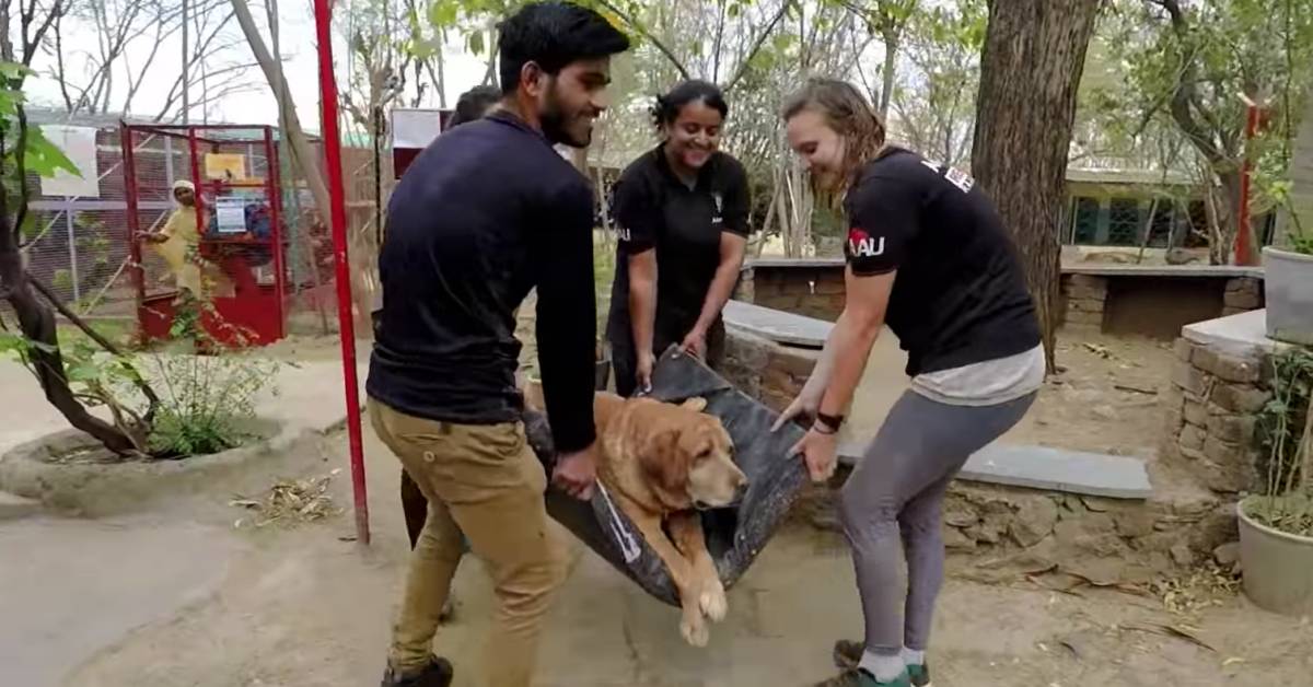 Pumbaa, il cane anziano che riesce a superare la sua disabilità (VIDEO)