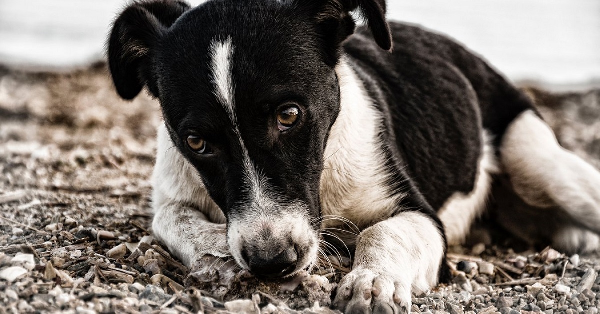 Punture di pappataci sul cane: come riconoscerle e come evitare che accada