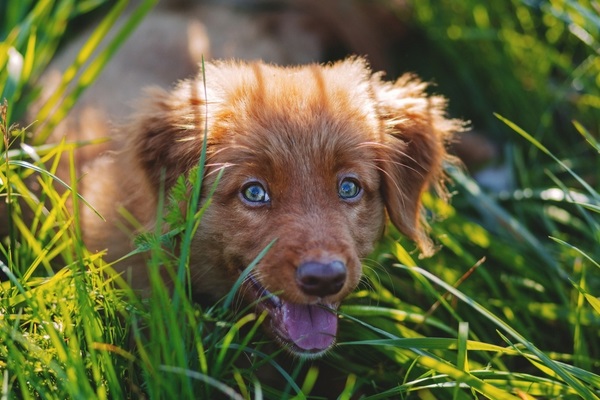 cane in campagna