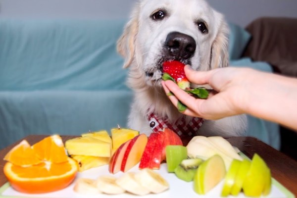 cane che mangia la frutta