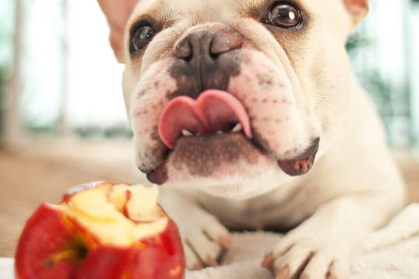 bulldog mangia la mela