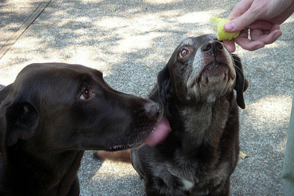 dare la pera al cane