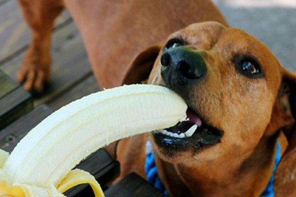 cane mangia la banana