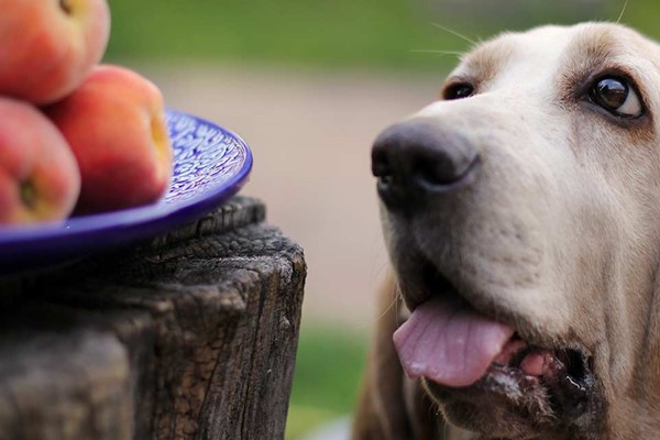 cane che adora le pesche