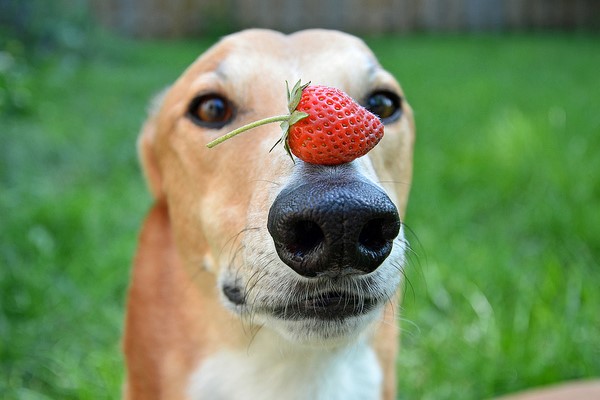 cane con una fragola sul naso