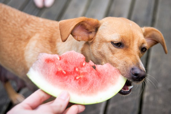anguria fa bene al cane