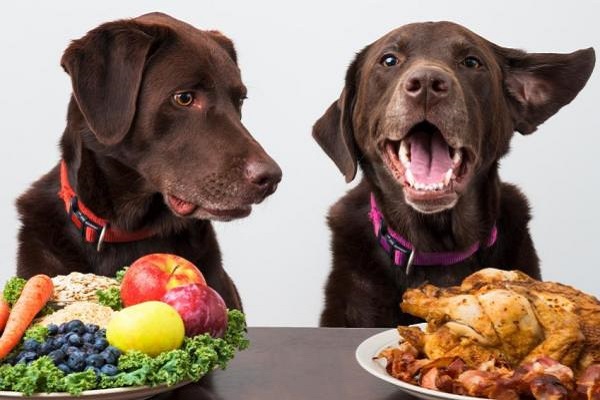 alimenti per cani a confronto