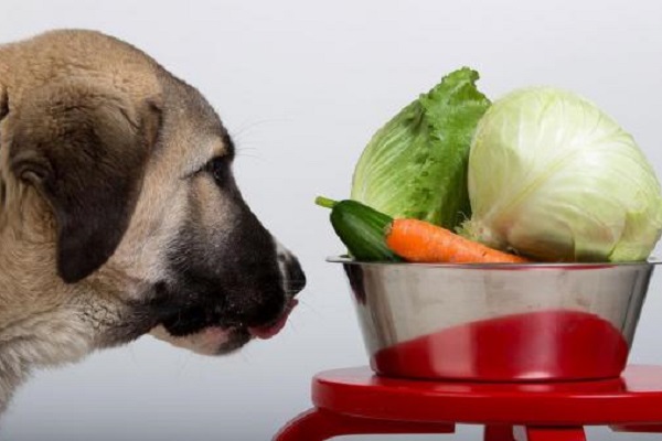 cane e ciotola di verdure