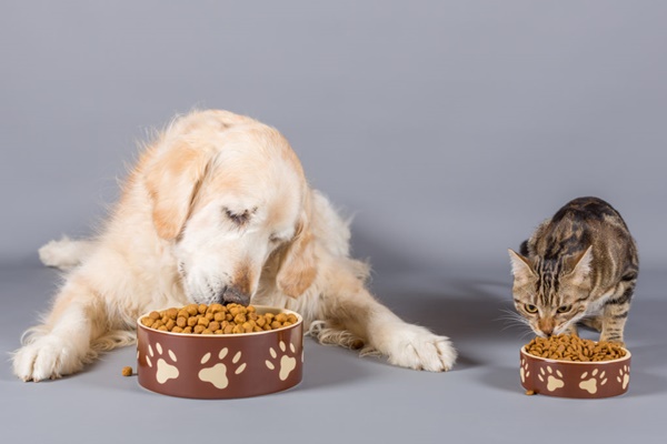 cane e gatto che mangiano crocchette