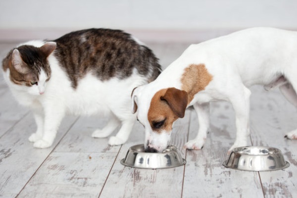 cane mangia il cibo del gatto