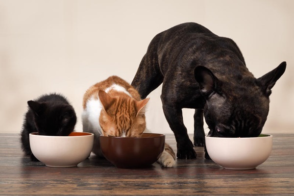 cane mangia con due gatti