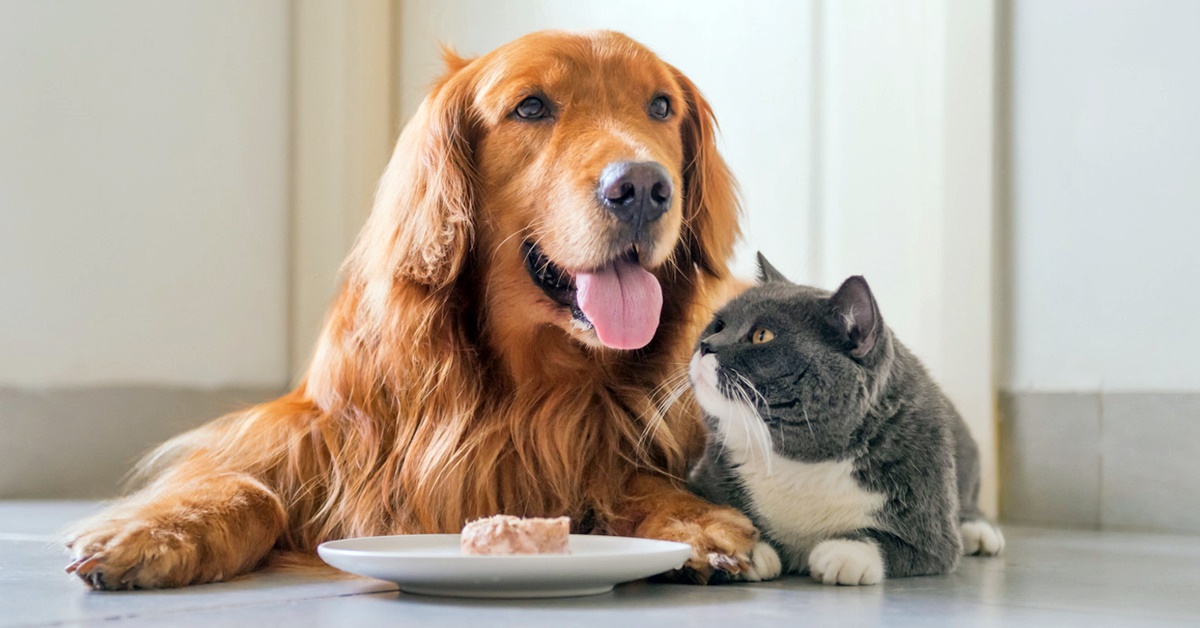 gatto e cane mangiano insieme