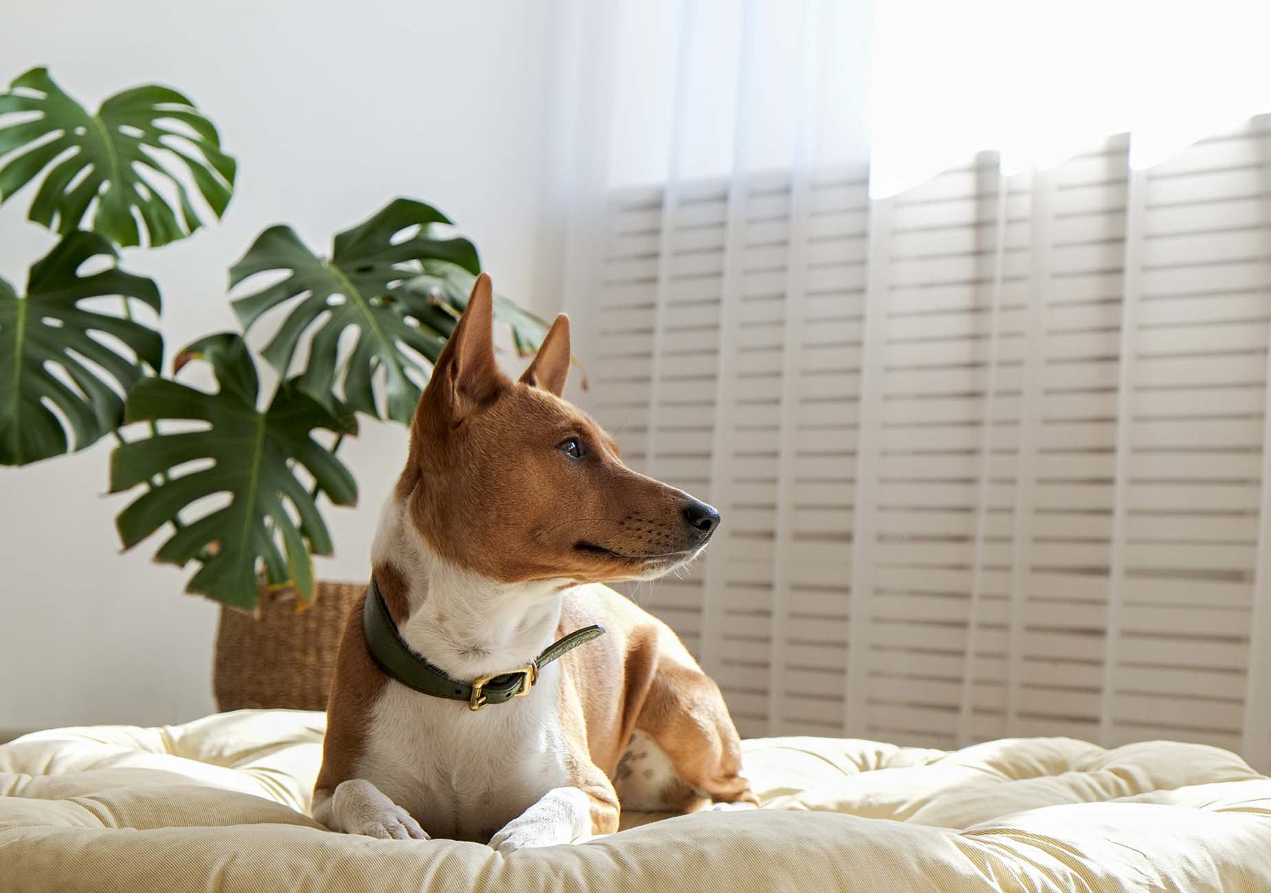 Basenji sul cuscino