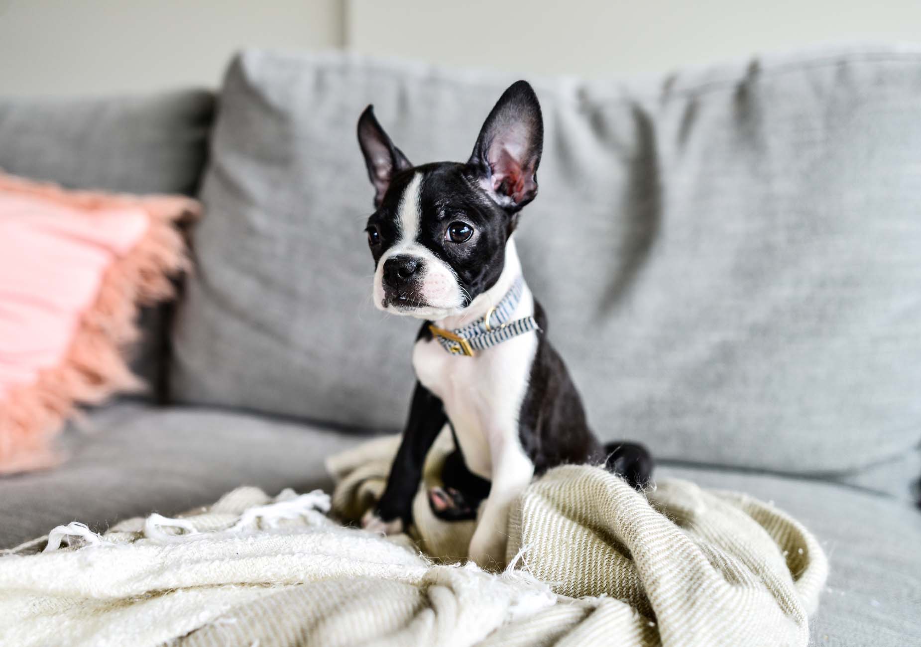 Un cucciolo di Boston Terrier