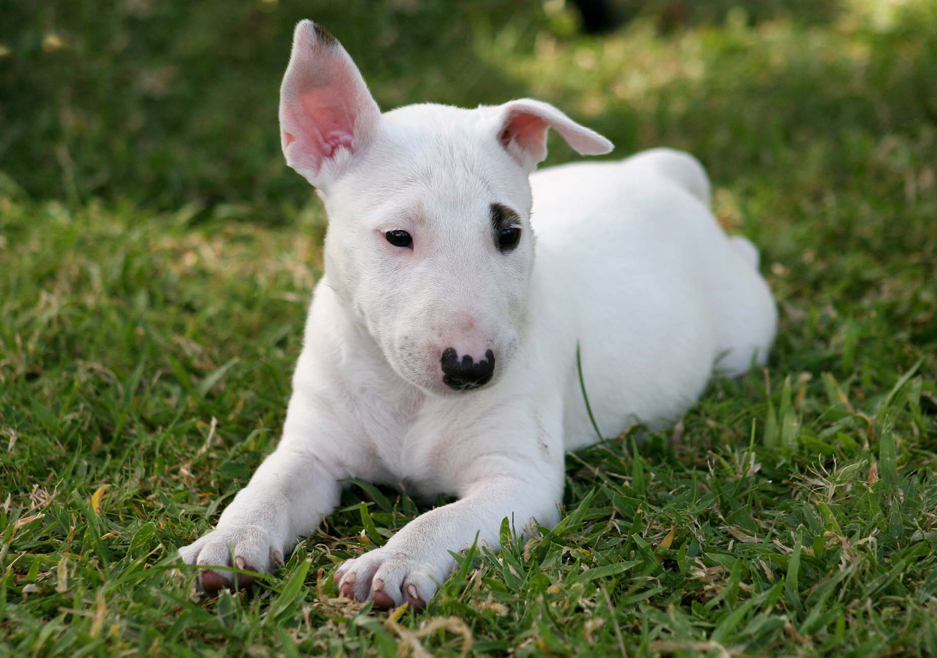 Bull Terrier Miniature sul prato