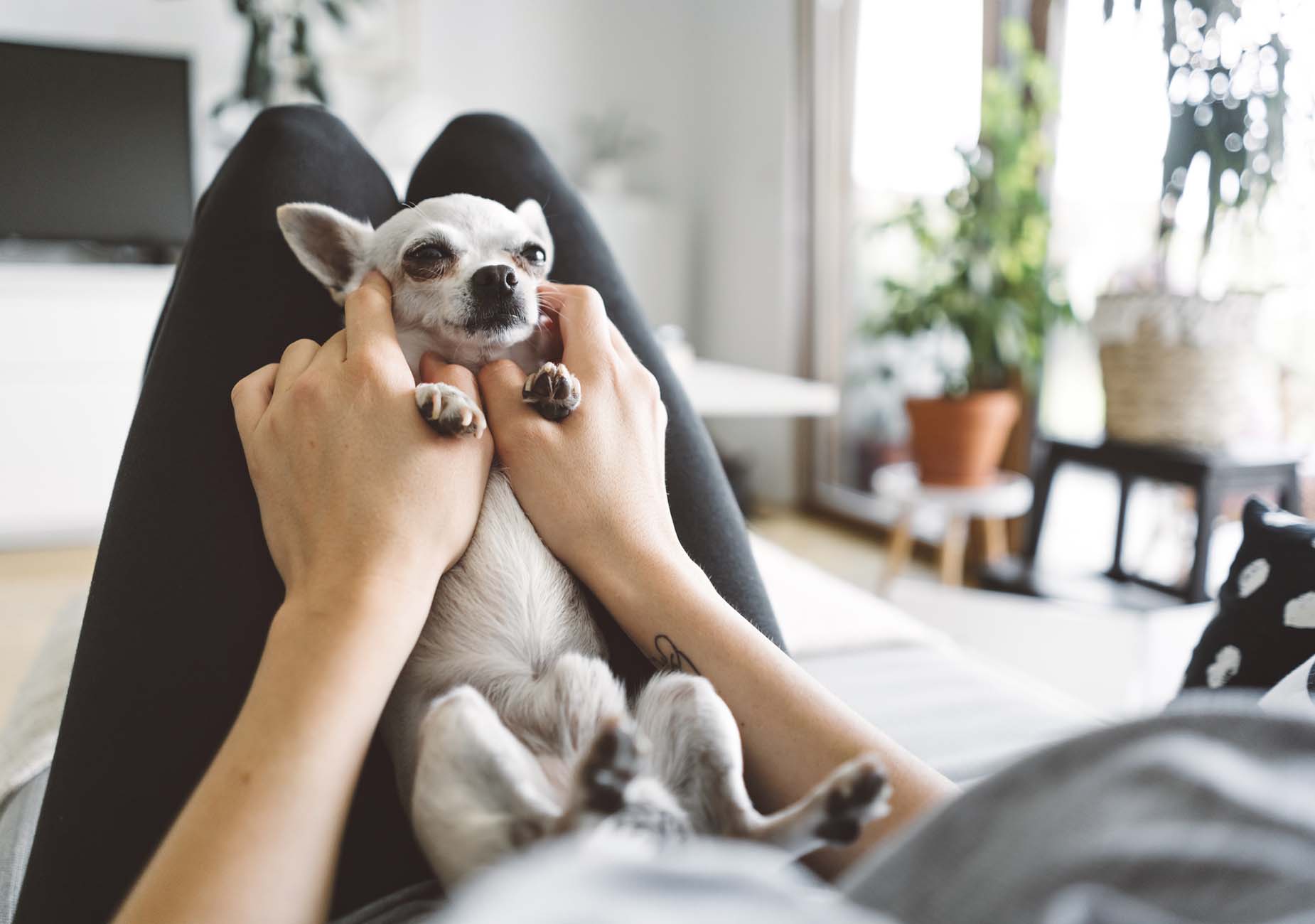 Chihuahua che si fa massaggiare