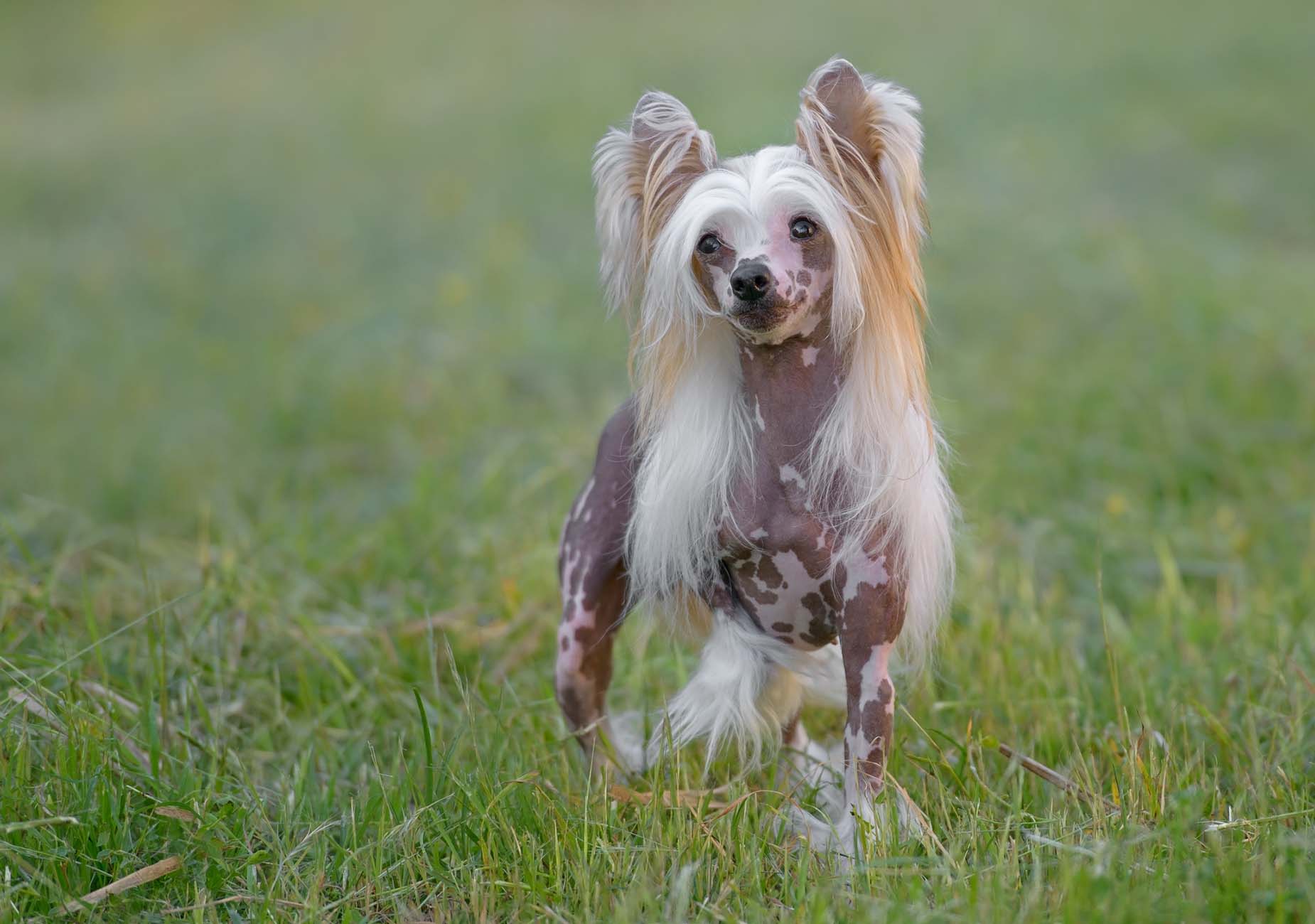 Un esemplare di Chinese Crested Dog