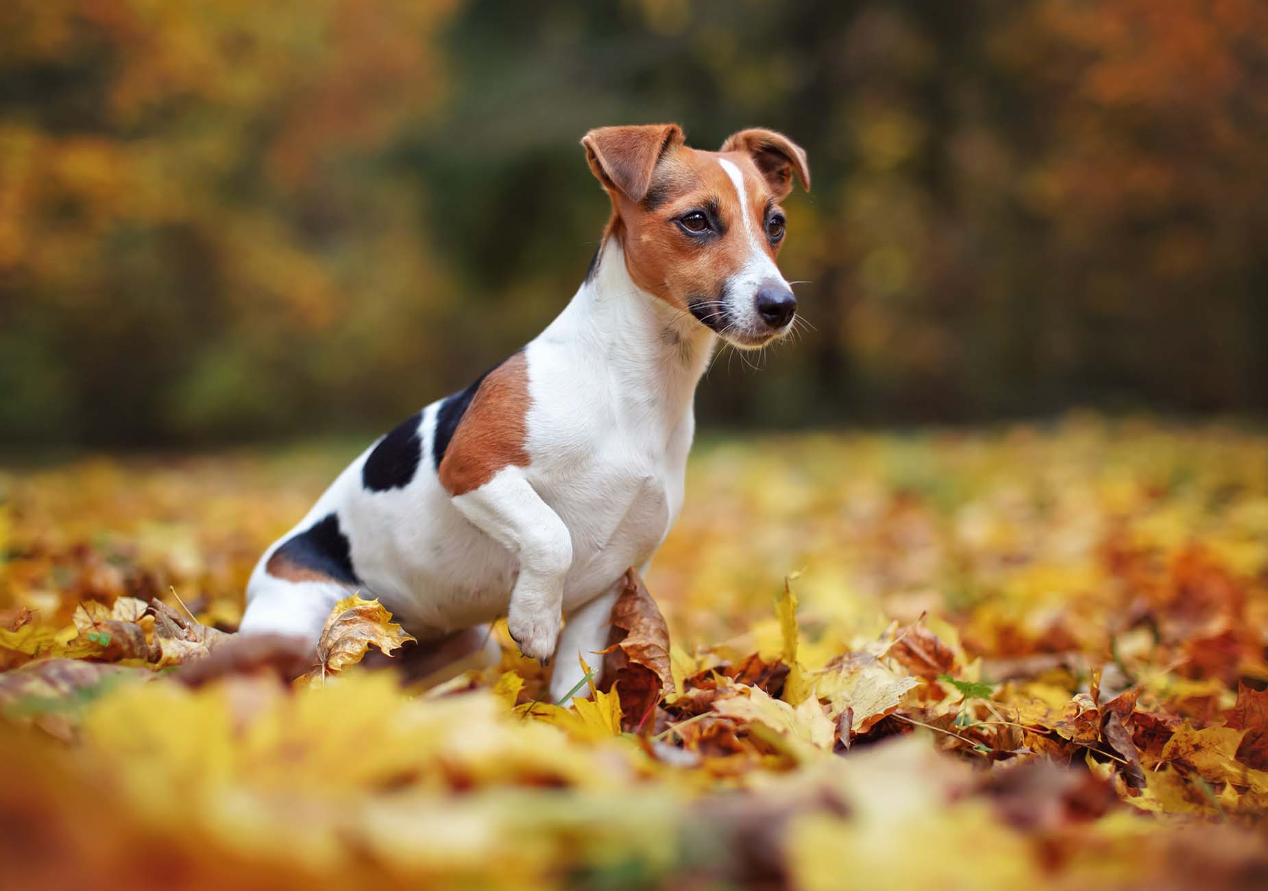 Un jack russell in un letto di foglie