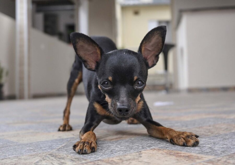 Pinscher Toy in casa