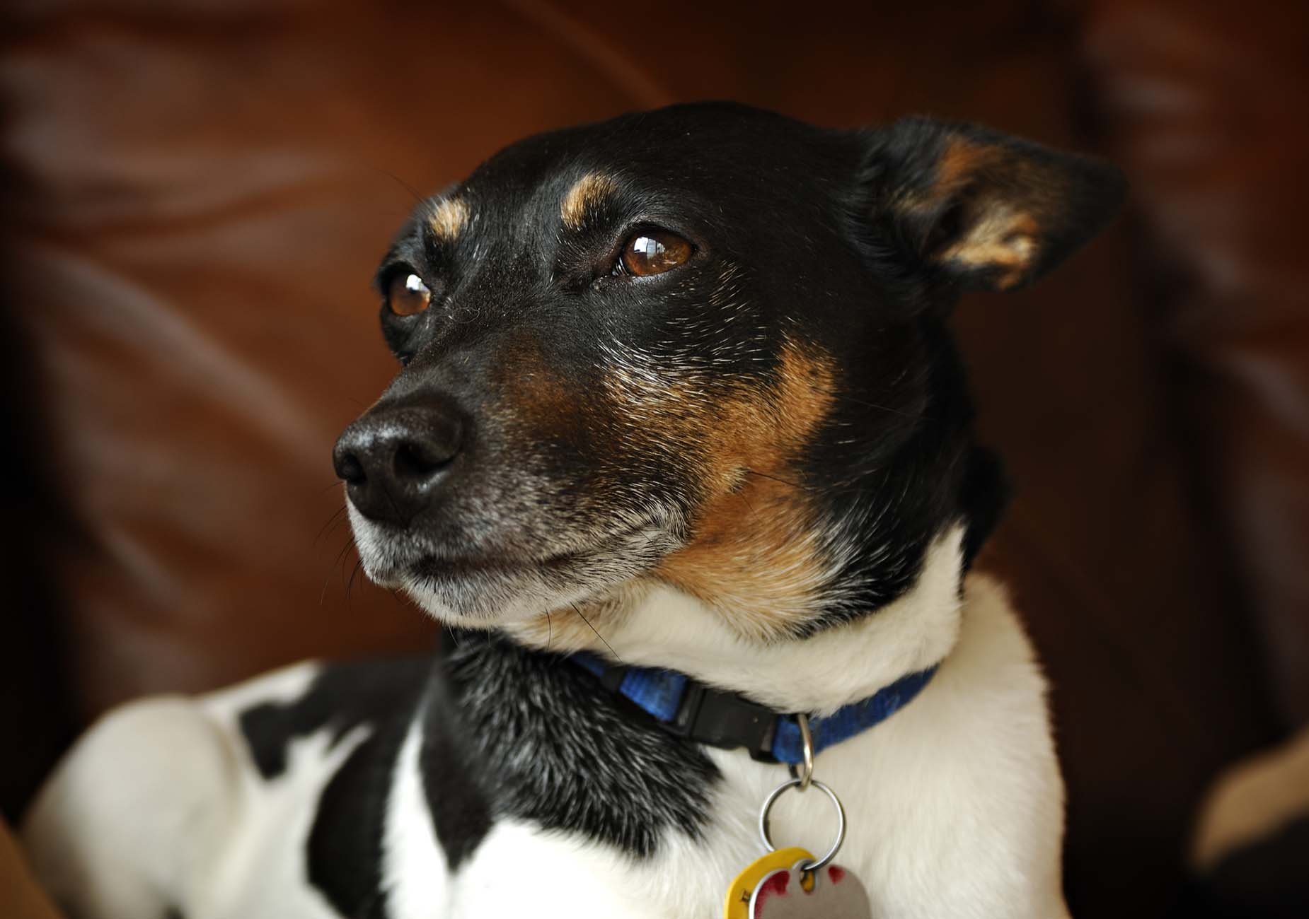 Rat Terrier in casa