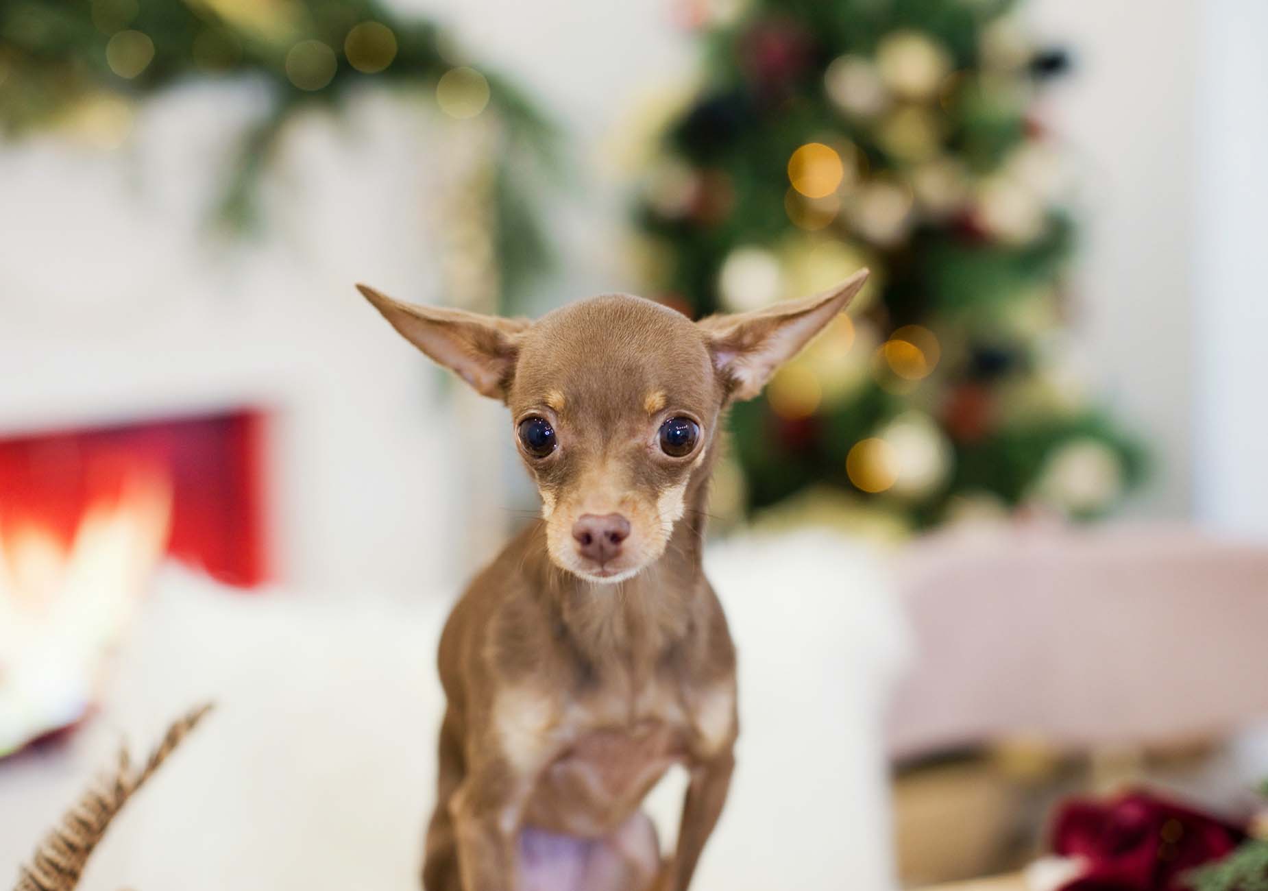 Russian Toy Terrier in piedi